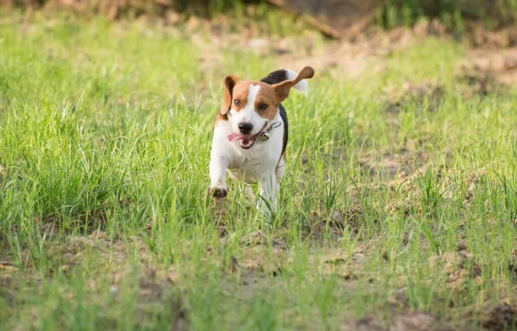 beagle with big ears hunting