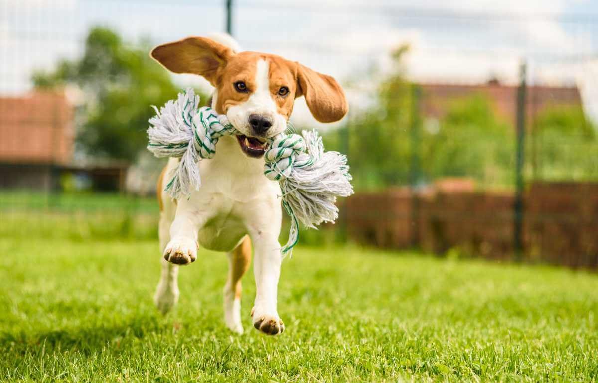 why beagles have big ears