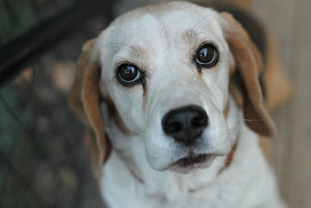 beagle's eyes