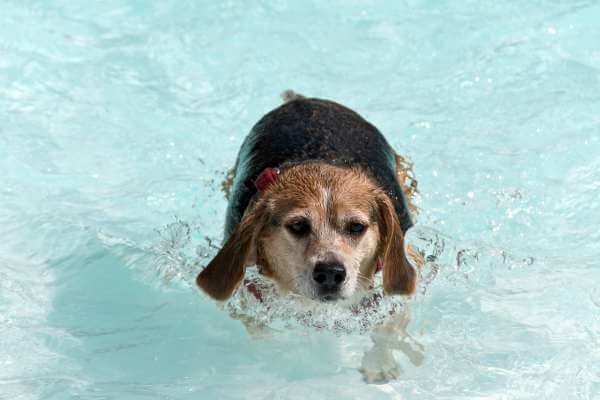 Help Beagle Lose Weight - Increase exercise like beagle swimming