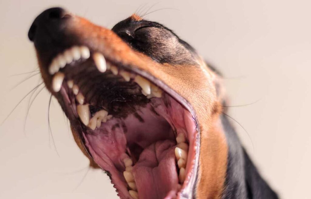 Do Dogs Have Tonsils? Check dog's mouth