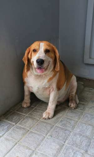 fat beagle