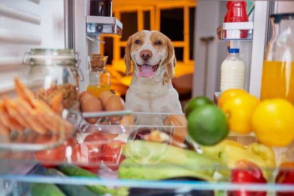 What Fruits Can Beagles Eat