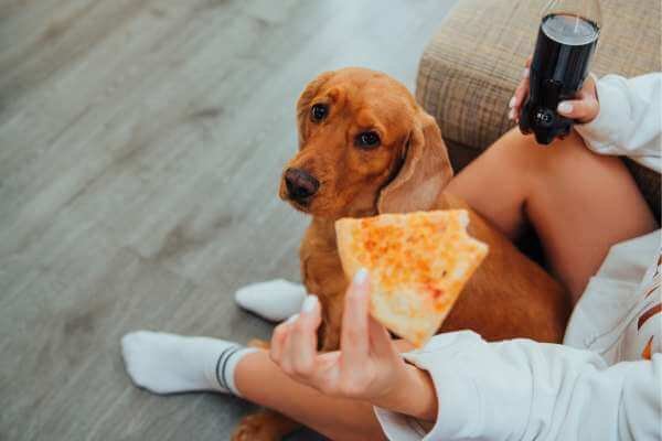 can dogs eat pizza crust