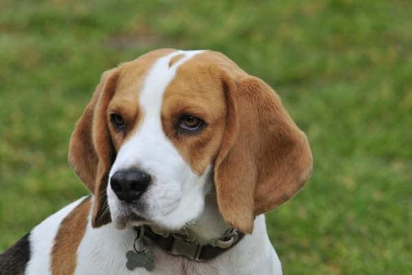protective beagle