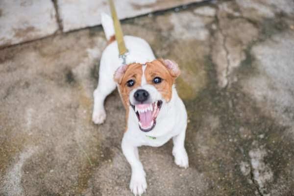 Are Beagles Aggressive dogs