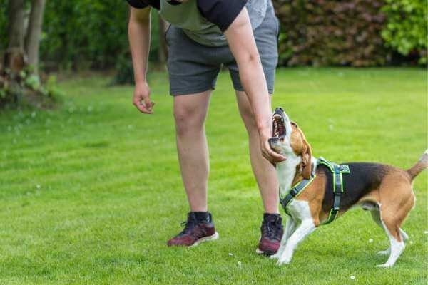 Are Beagles Aggressive dogs