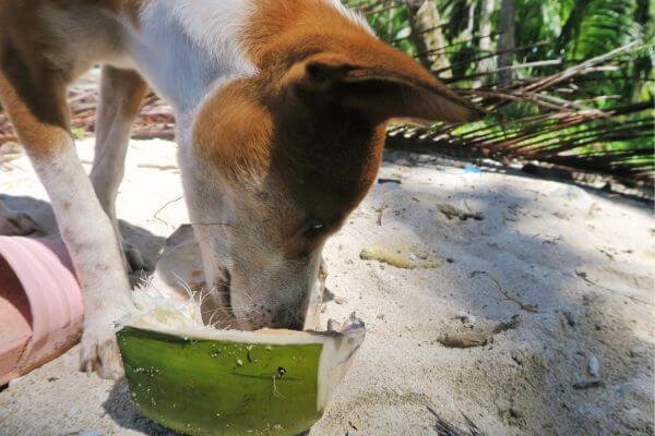 Dog Eat Coconut