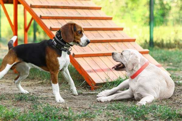 Solutions for Beagle Aggression
