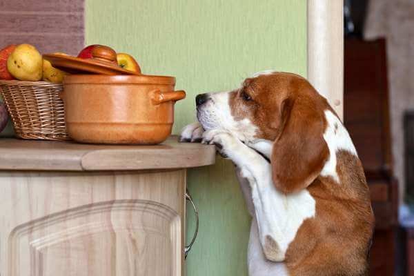 alternatives to grapes for beagles