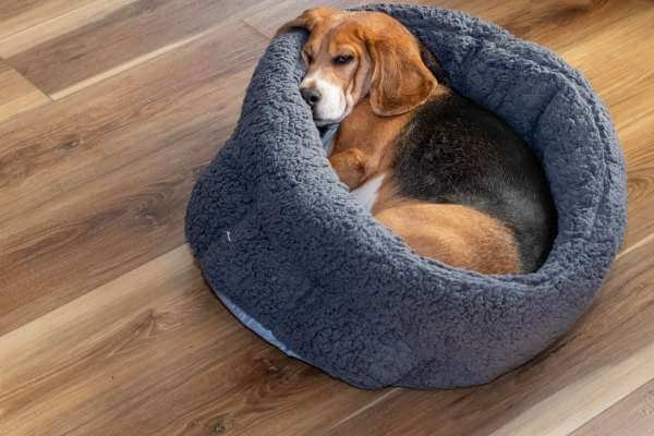 Types of calming dog bed
