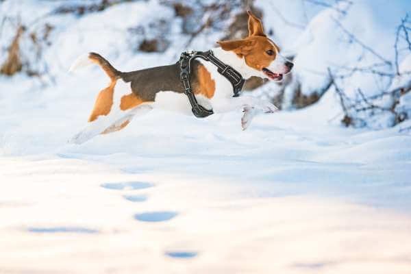 Beagles and Cold Weather