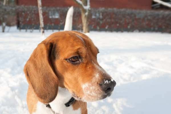 Beagles and Cold Weather