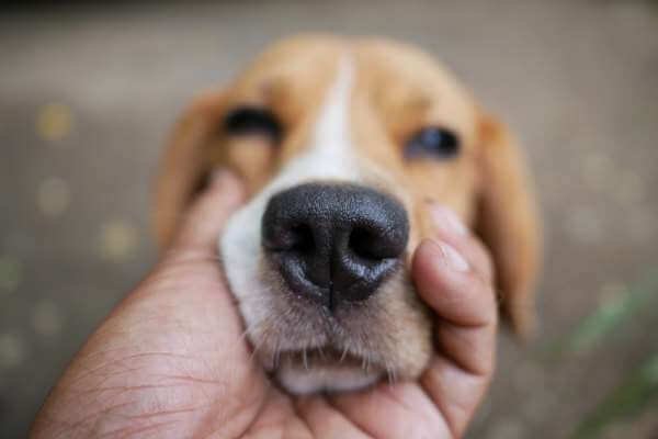 beagle nose