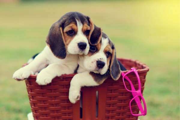 beagles are cute in the basket