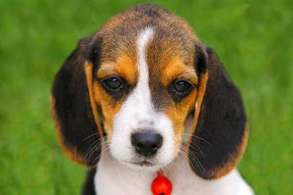 Beagles are cute