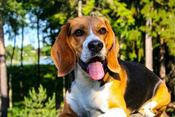 healthy beagle that takes dog multivitamin

