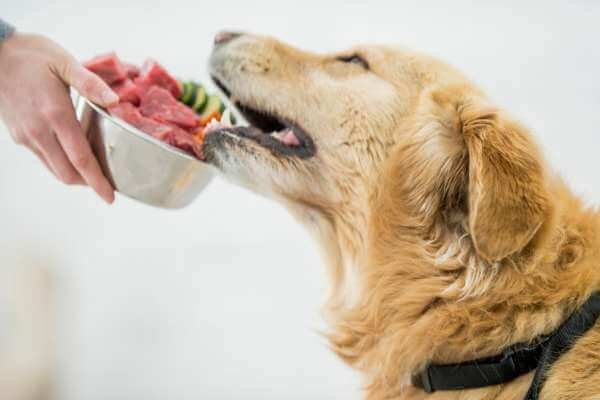 Dog on Homemade Diet