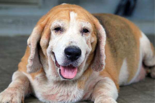 How Do You Know When A Beagle Is Dying