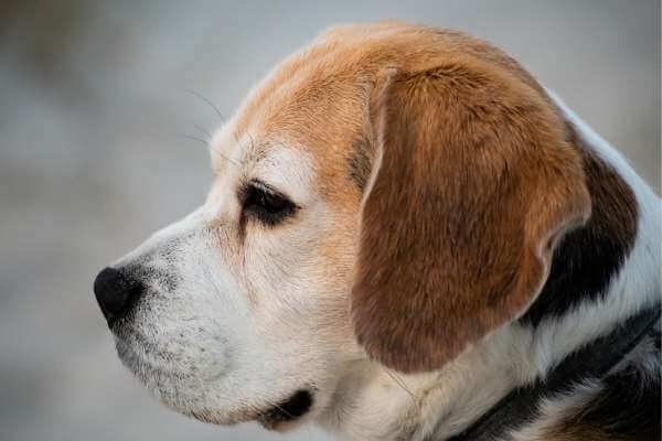 Signs of a Dying Beagle