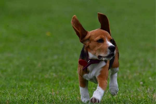 beagle running away