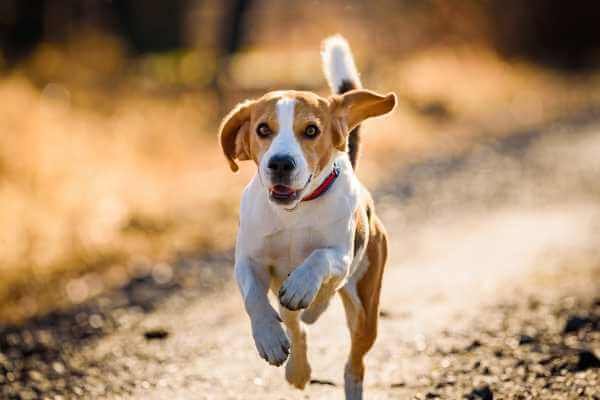 why do beagles run away
