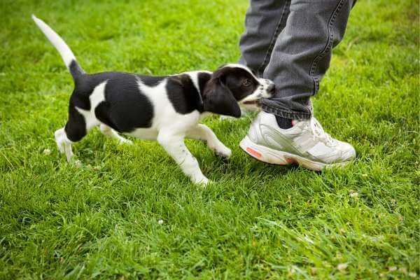 How to Prevent and Stop Biting your dog