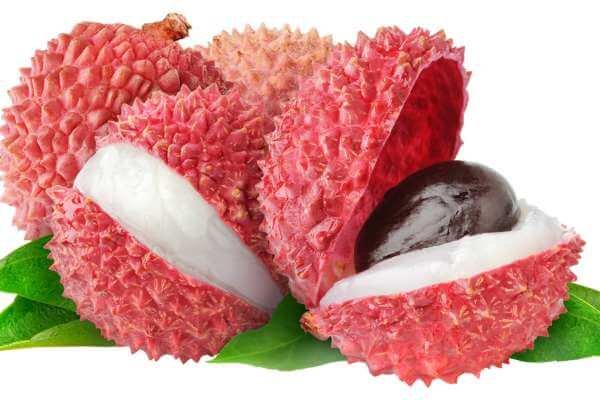 Lychees are tropical fruits that are tasty and nutritious for humans, but they can be harmful to dogs