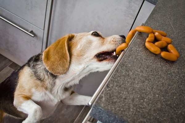 beagle is eating hotdogs from the kitchen counter. 
Will Beagles Eat Themselves to Death