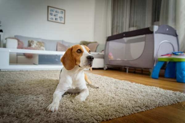 beagle is sitting on the carpet inside the house and watching his owner