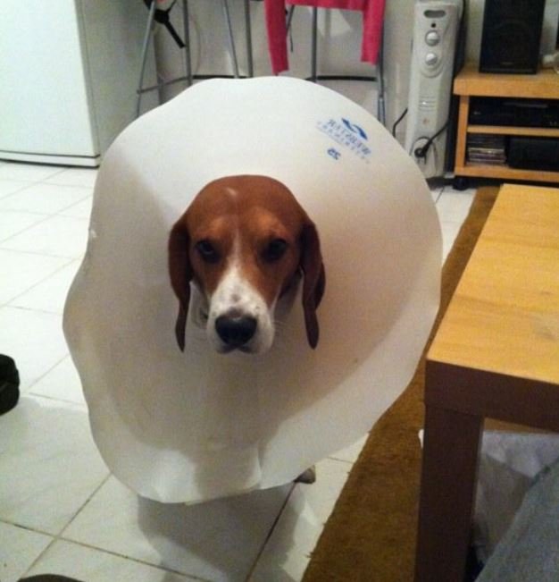 my beagle sitting with a conus cause he got an ear infection