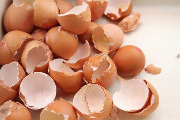 Can puppy eat egg shell?