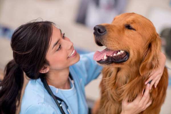 When to Seek Veterinary Care. Vet checking the dog breath smell