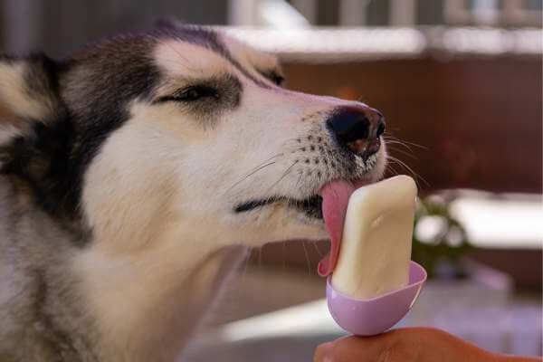 dog licking a frozen toy which his owner DIY