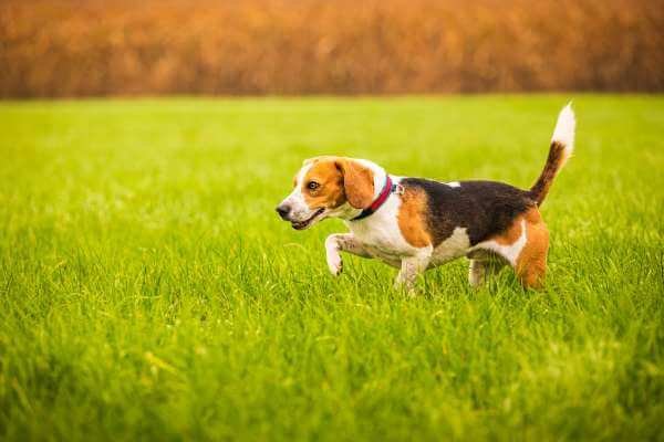 Can Beagles Find Their Way Home? And 5 ways how to prevent it