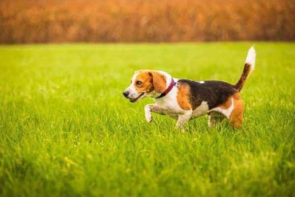 Can Beagles Find Their Way Home