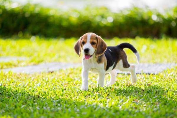 Why Is My Beagles Tail Bent?