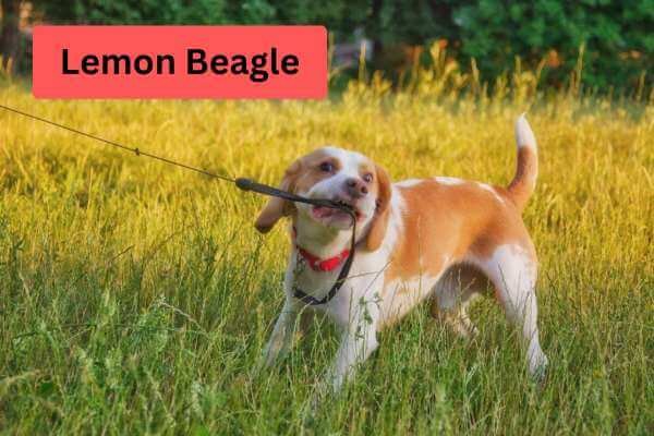 lemon beagle