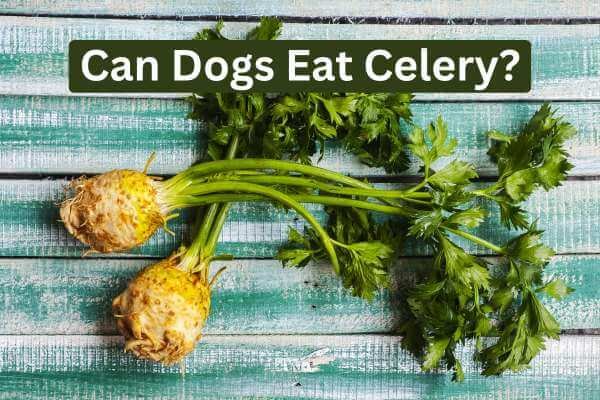 Can Dogs Eat Celery?