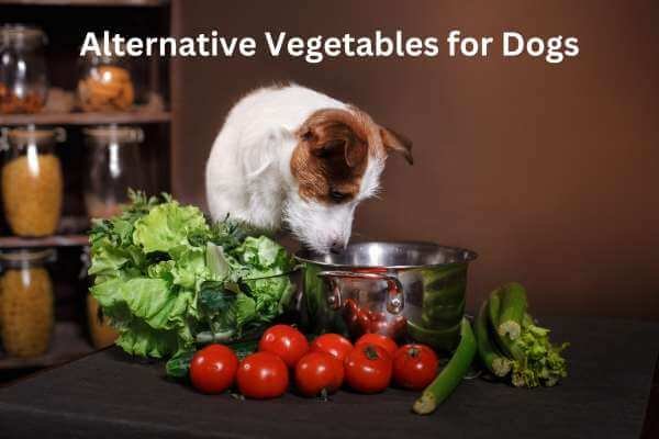 Alternative Vegetables for Dogs