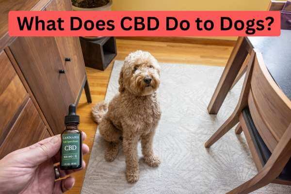 What Does CBD Do to Dogs?