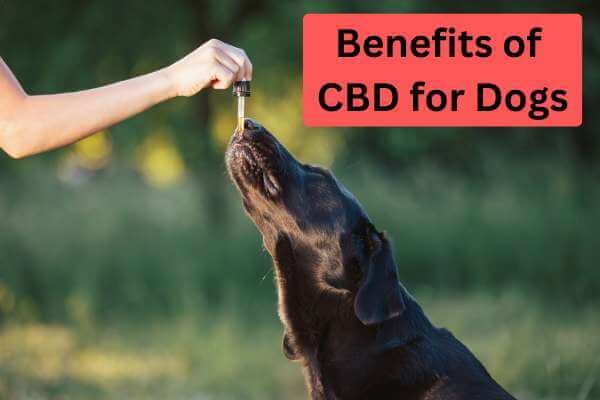 Benefits of CBD for Dogs